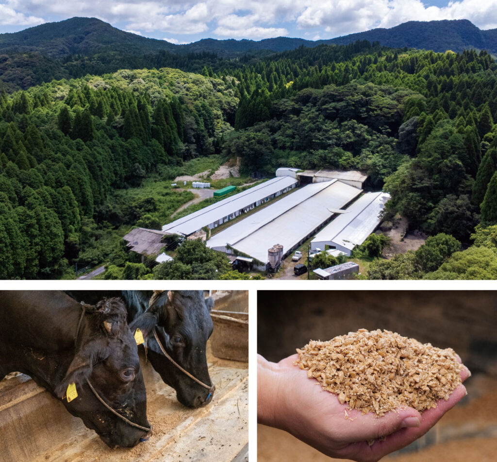鹿児島の肥育農場の様子